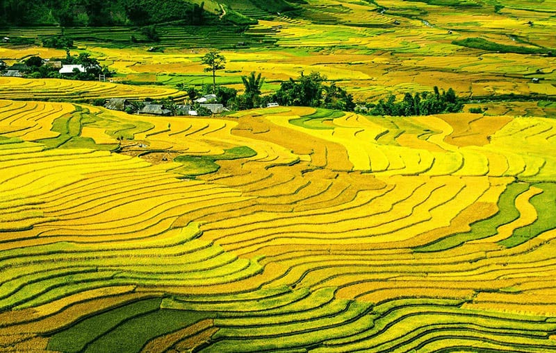 muong hoa valley in sapa